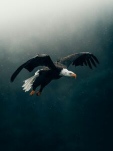 Eagle soaring above the rain